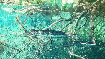 龍魚虎魚喂食時間表：龍魚和虎魚喂食時間表