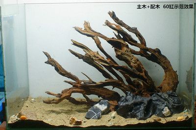 養龍魚能放沉木嗎？：養龍魚的注意事項