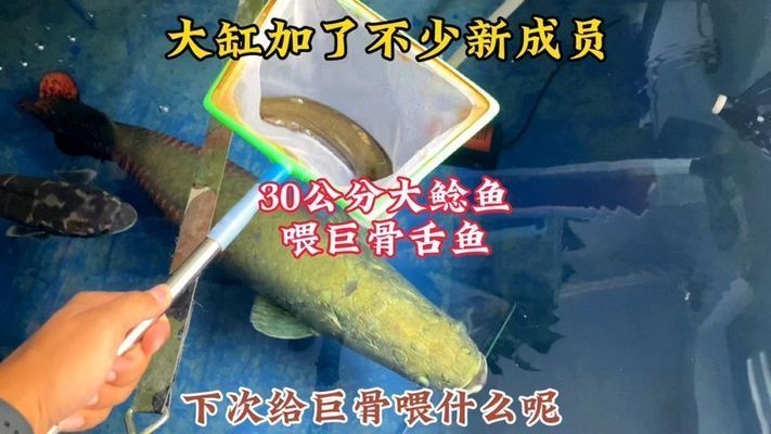 巨骨舌魚混養技巧：巨骨舌魚混養常見問題