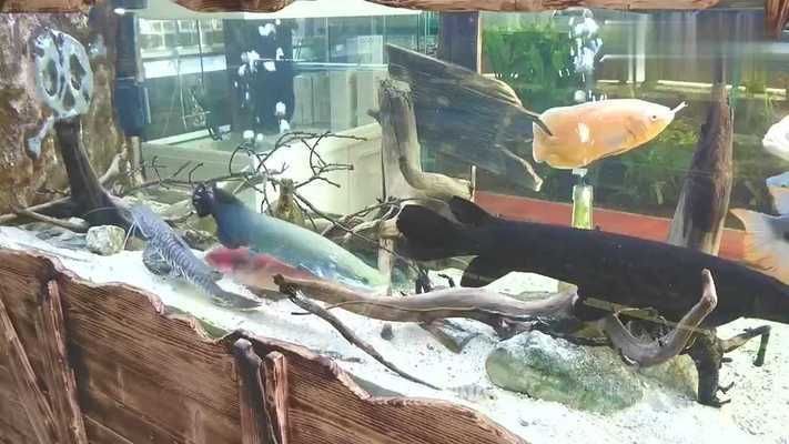 巨骨舌魚混養技巧：巨骨舌魚混養常見問題