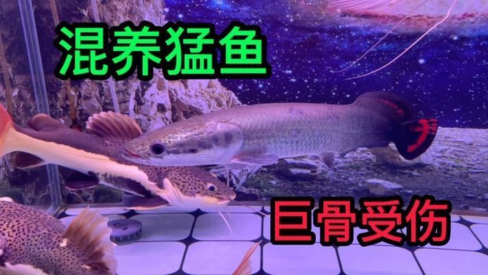 巨骨舌魚混養技巧：巨骨舌魚混養常見問題
