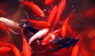 十大最旺財的魚 十大最旺財的魚 龍魚百科 第2張