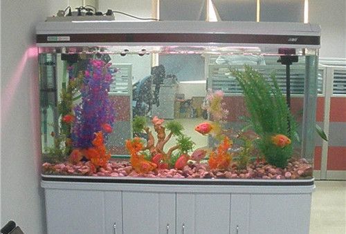 十大最旺財的魚 十大最旺財的魚 龍魚百科 第3張