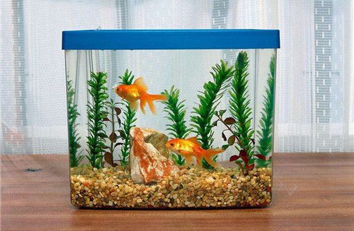 十大最旺財的魚 十大最旺財的魚 龍魚百科 第5張