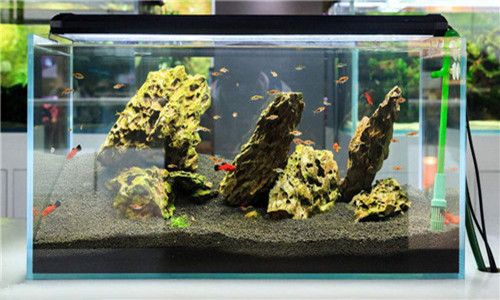 十大最旺財的魚 十大最旺財的魚 龍魚百科 第4張
