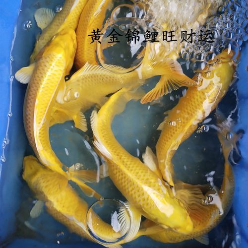 哪個品種的龍鳳魚最受歡迎？