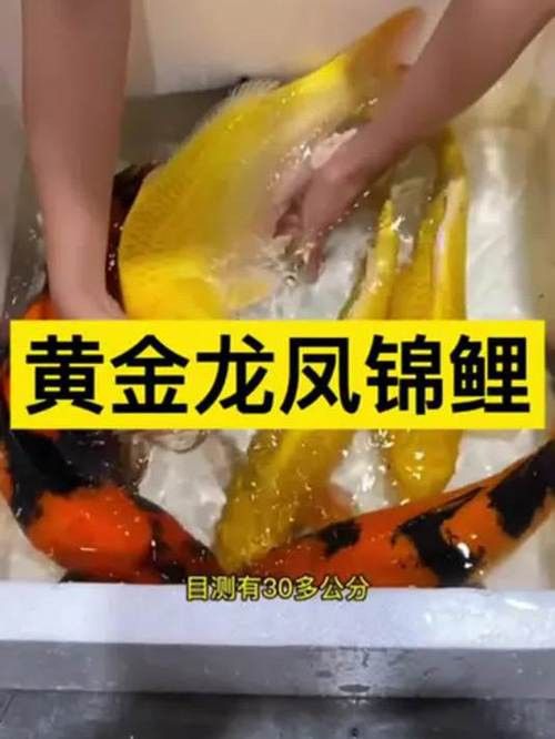 哪個品種的龍鳳魚最受歡迎？