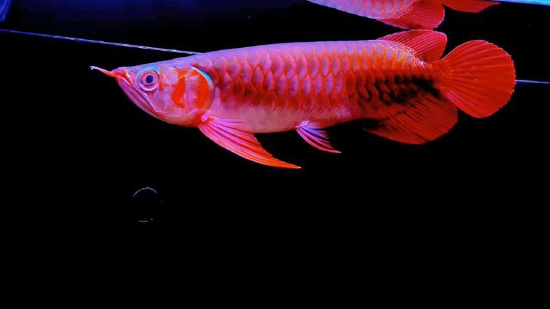 有沒有其他受歡迎的紅龍魚品種？
