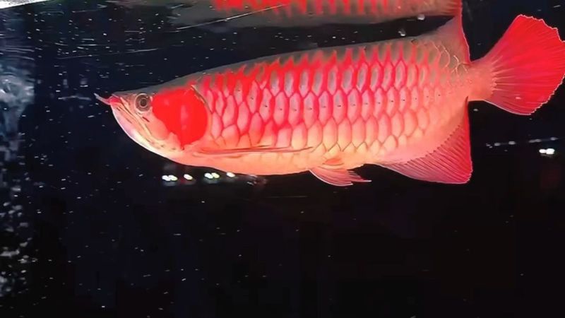 有沒有其他受歡迎的紅龍魚品種？