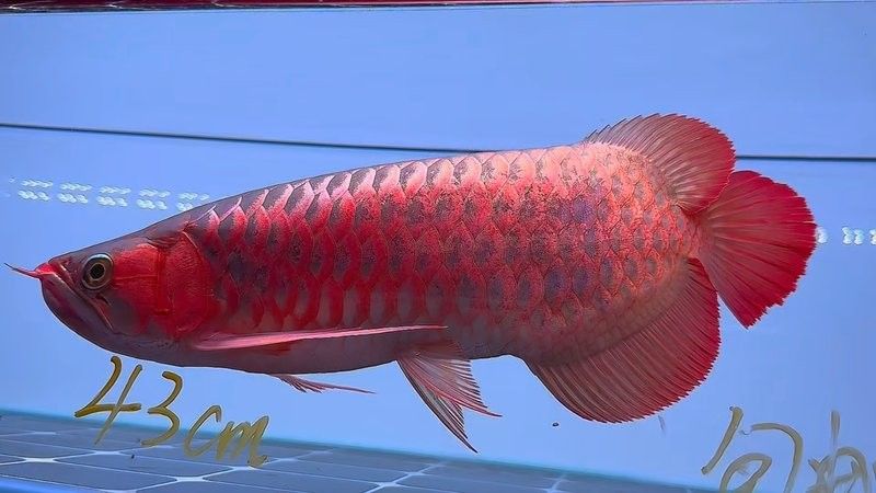 龍魚圖片真實