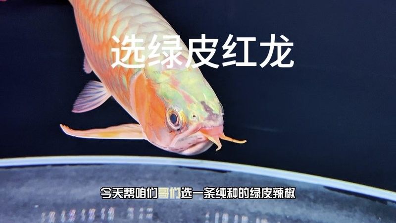 龍魚圖片真實