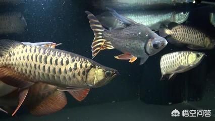 龍魚和虎魚怎樣搭配養(yǎng)殖方法：龍魚和虎魚的養(yǎng)殖方法在家庭環(huán)境中通常需要精心策劃以確保兩者都能和諧共存