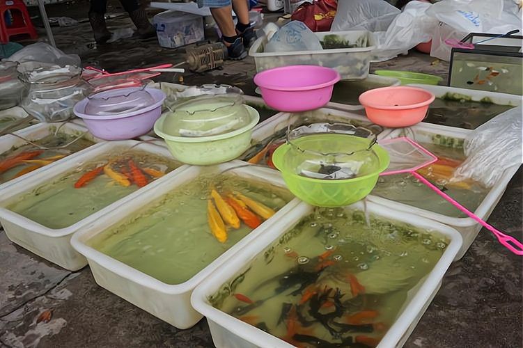 哪里可以購買到金龍魚魚苗？