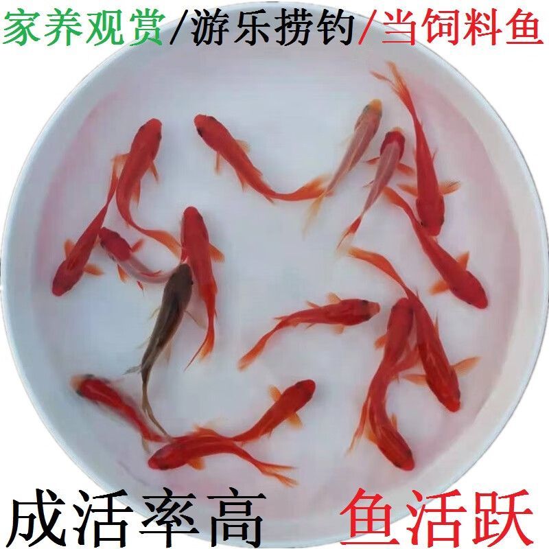 龍魚飼料魚怎么養活的：養殖龍魚飼料魚需要注意哪些問題