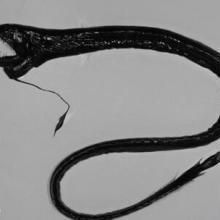 龍魚20度能活嗎：養(yǎng)龍魚的必備技巧和方法和技巧和方法和方法和方法