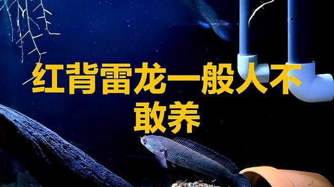 哪些雷龍魚品種不適合混養(yǎng)？
