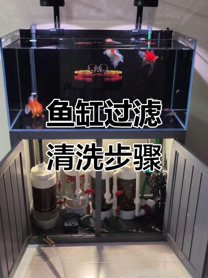 龍魚缸過濾系統多久清洗一次？