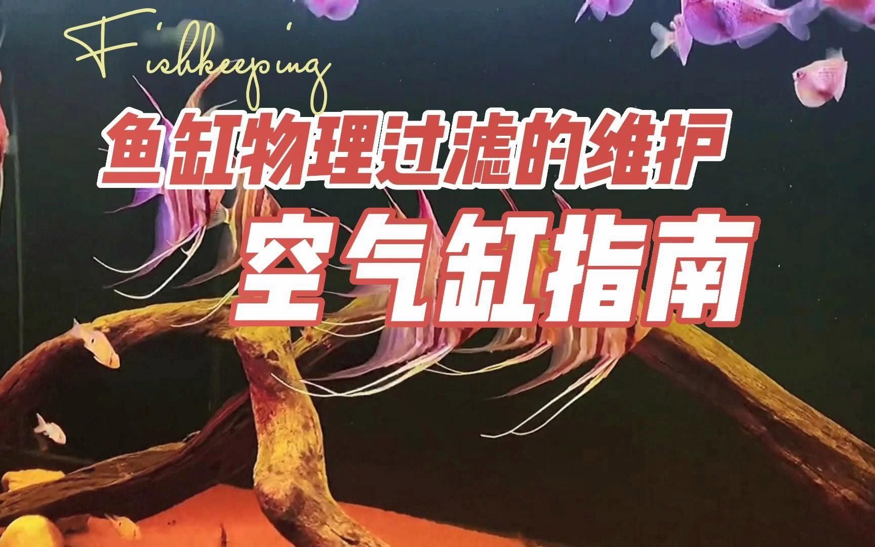 龍魚缸過濾系統多久清洗一次？