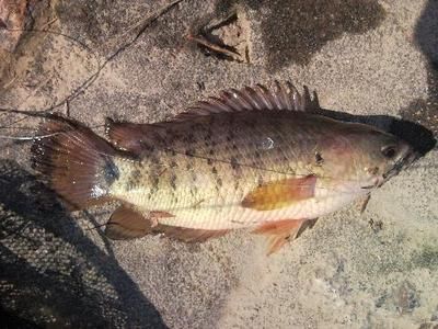 龍魚鱗掉了多久恢復(fù)生長：龍魚鱗片掉了多久恢復(fù)生長
