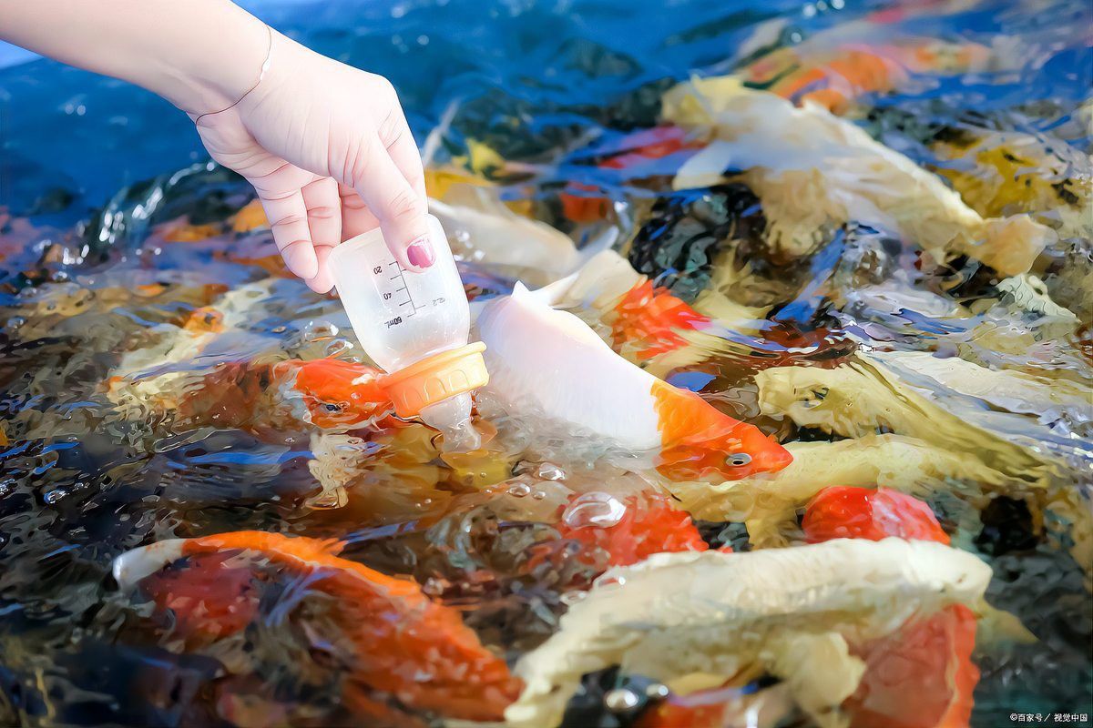 金龍魚爛尾后需要隔離嗎？