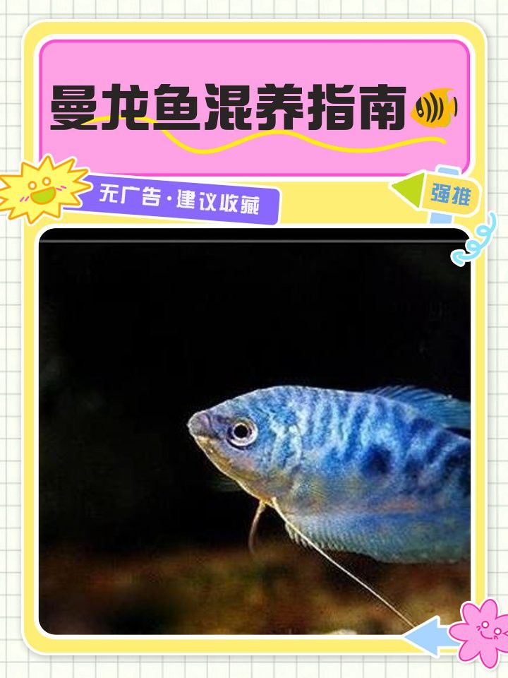 藍曼龍魚和銀龍魚混養嗎