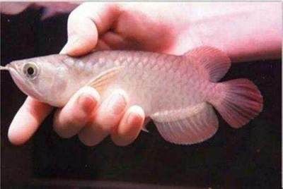 龍魚青龍魚：養殖青龍魚的注意事項