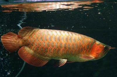 龍魚青龍魚：養(yǎng)殖青龍魚的注意事項(xiàng)