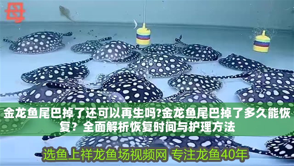金龍魚尾巴掉了還可以再生嗎?金龍魚尾巴掉了多久能恢復？全面解析恢復時間與護理方法