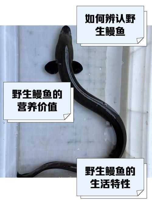 鰻魚公母對照圖片