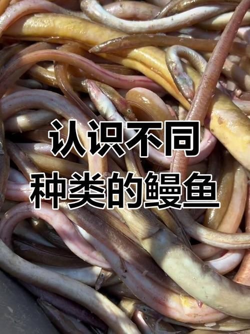 鰻魚公母對照圖片