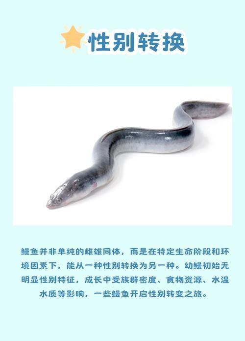 鰻魚公母對照圖片