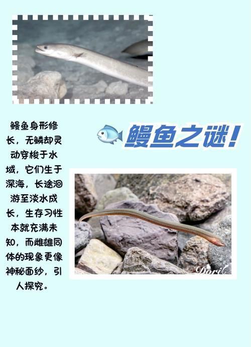 鰻魚公母對照圖片