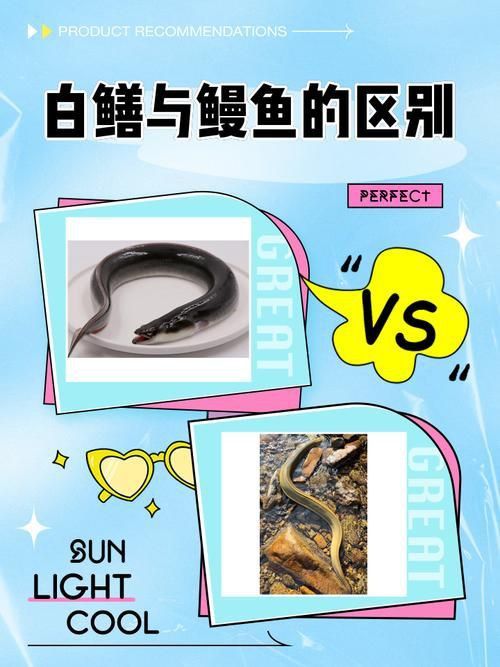 鰻魚公母對照圖片