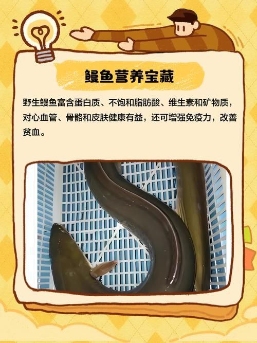 鰻魚公母對照圖片