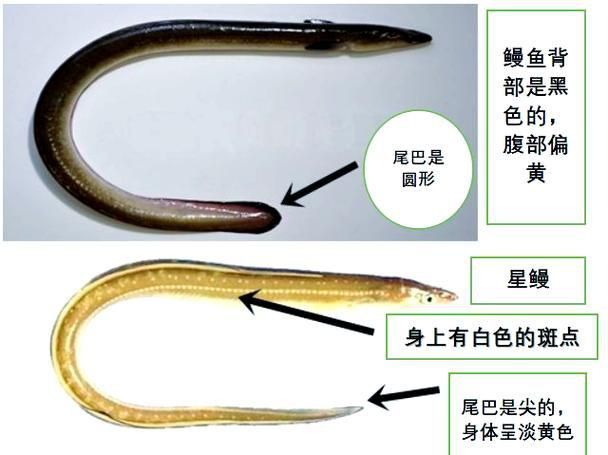 鰻魚公母對照圖片