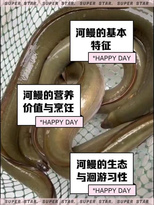 鰻魚公母對照圖片