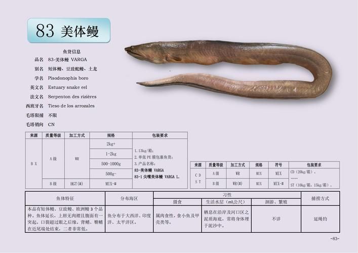 鰻魚公母對照圖片