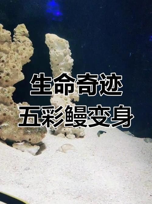 鰻魚公母對照圖片