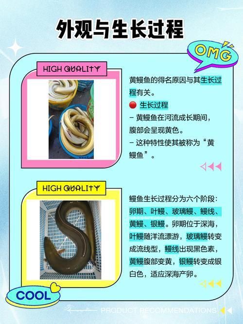 鰻魚公母對照圖片