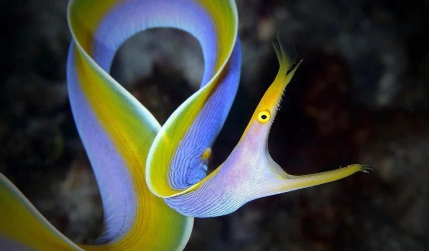 鰻魚公母對照圖片