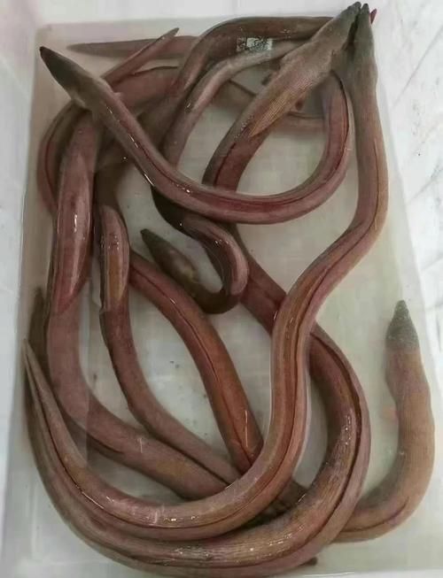 鰻魚公母對照圖片