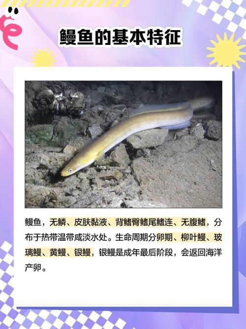 鰻魚公母對照圖片
