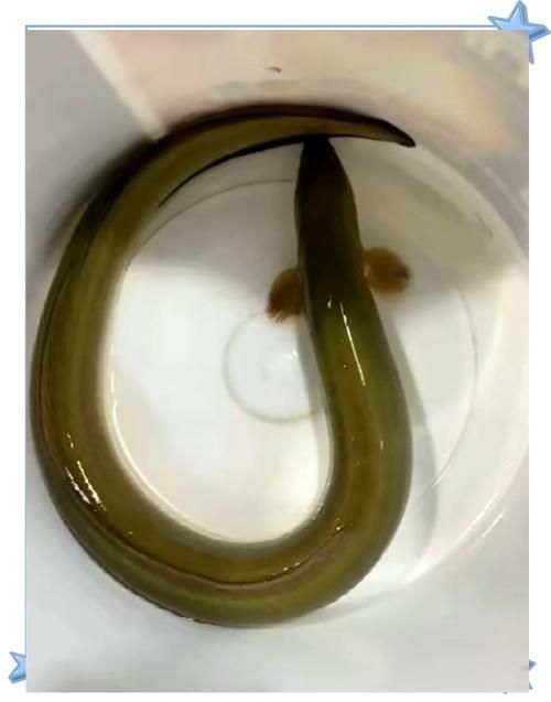 鰻魚公母對照圖片