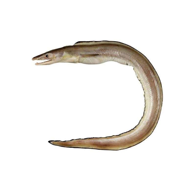 鰻魚公母對照圖片