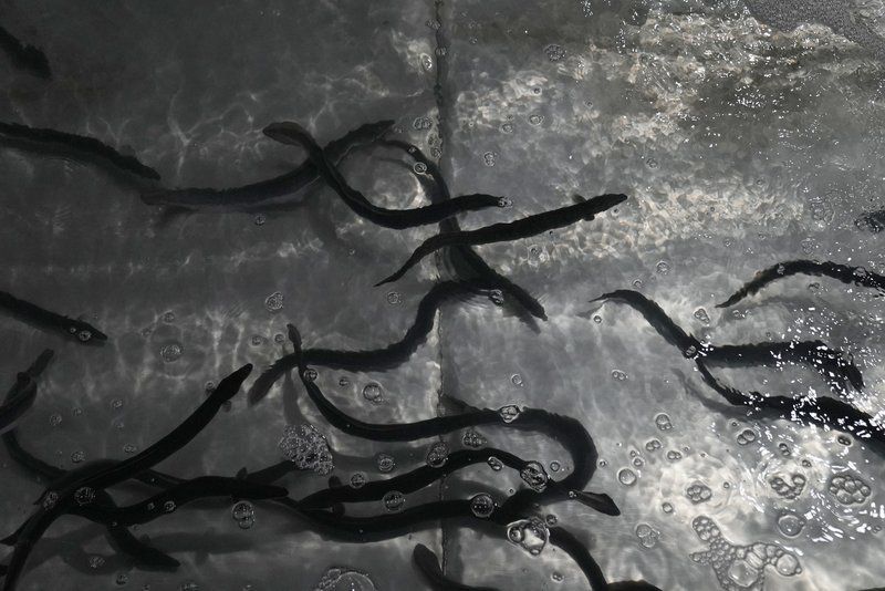 鰻魚公母對照圖片