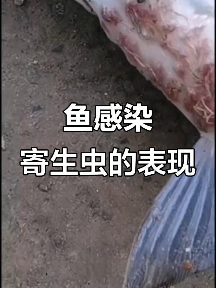 龍魚感染寄生蟲有哪些癥狀？