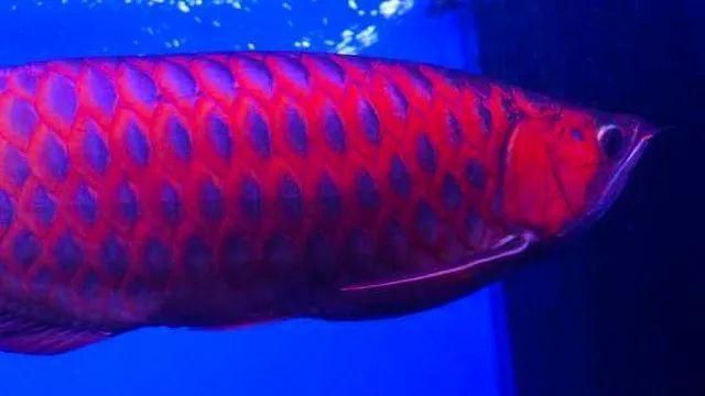 紅龍魚鱗底怎么看（如何挑選紅龍魚的鱗底）