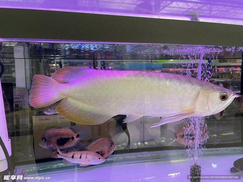 黃色的銀龍魚圖片高清