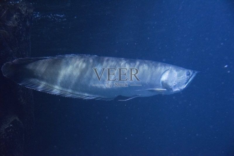 黃色的銀龍魚圖片高清