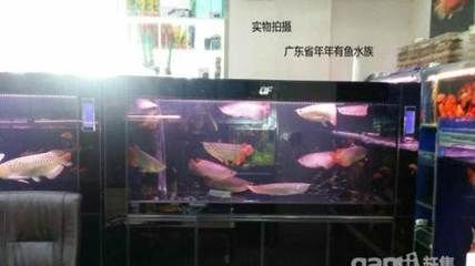 龍魚缸買什么牌子的好一點(diǎn)，-龍魚缸品牌選擇指南，探索優(yōu)質(zhì)龍魚缸品牌